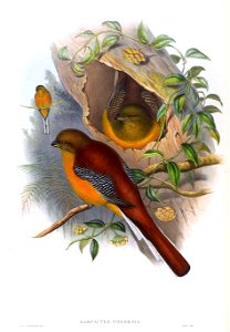 HarpactesOreskiosGould