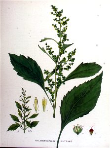 Iva xanthiifolium