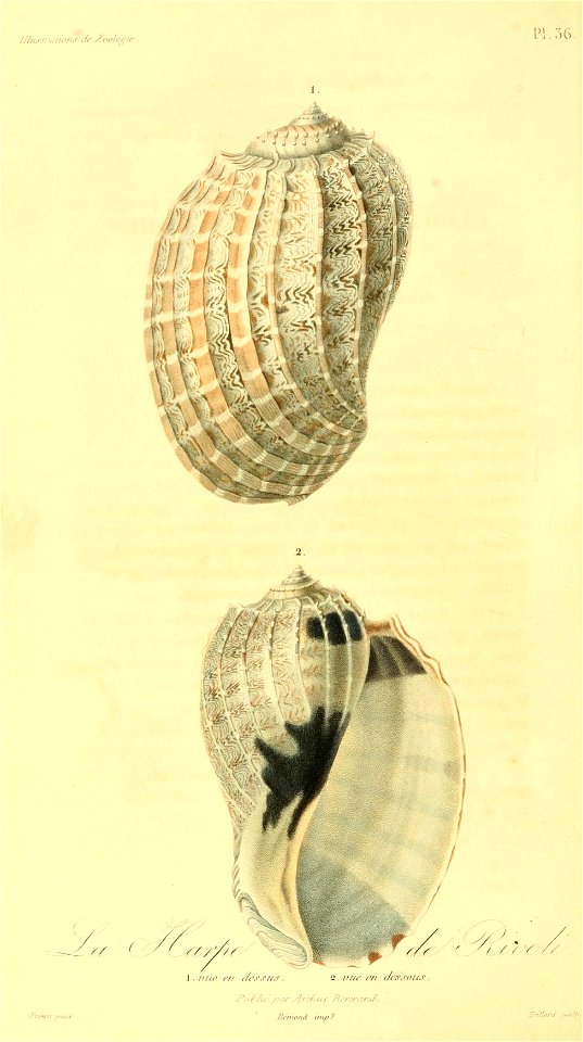 Harpa crenata 1831