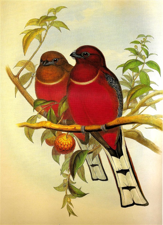 HarpactesErythrocephalusGould