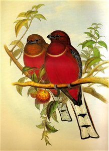 HarpactesErythrocephalusGould