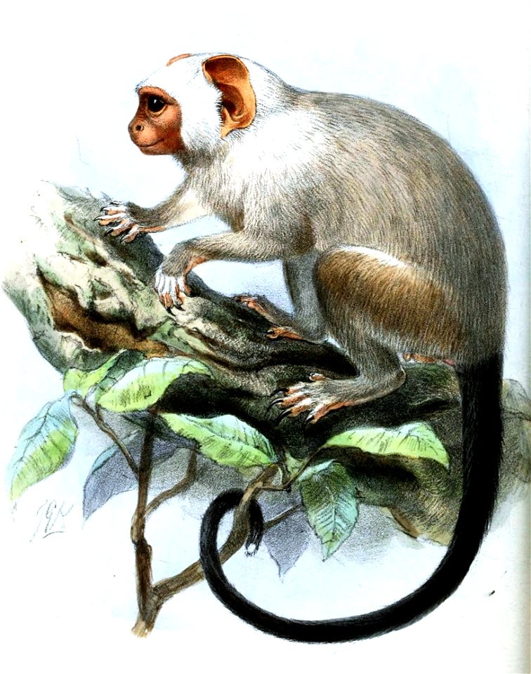 HapaleMelanuraKeulemans