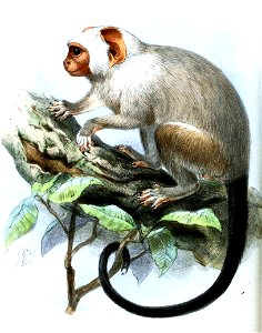 HapaleMelanuraKeulemans