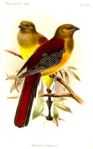 HarpactesDalitensisKeulemans
