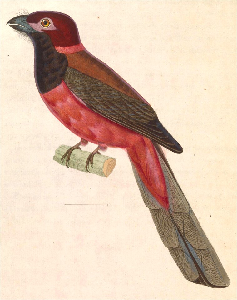 Harpactes diardii 1838