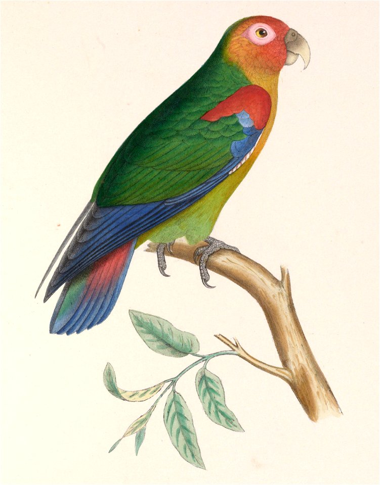 Hapalopsittaca amazonina 1849