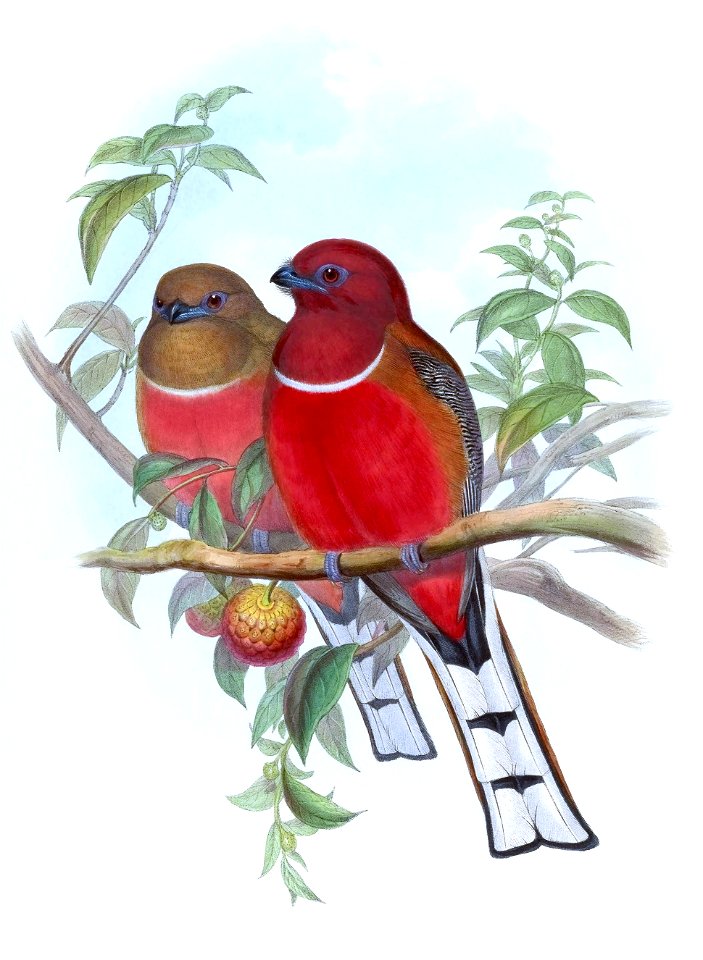 Harpactes erythrocephalus-GouldBirdsAsiaAAA1