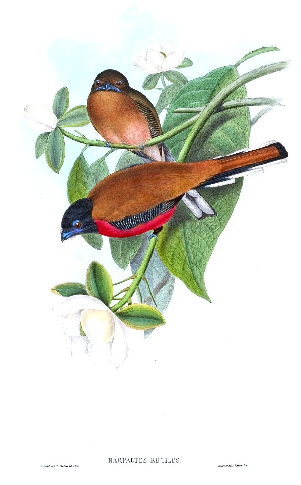 HarpactesRutilusGould