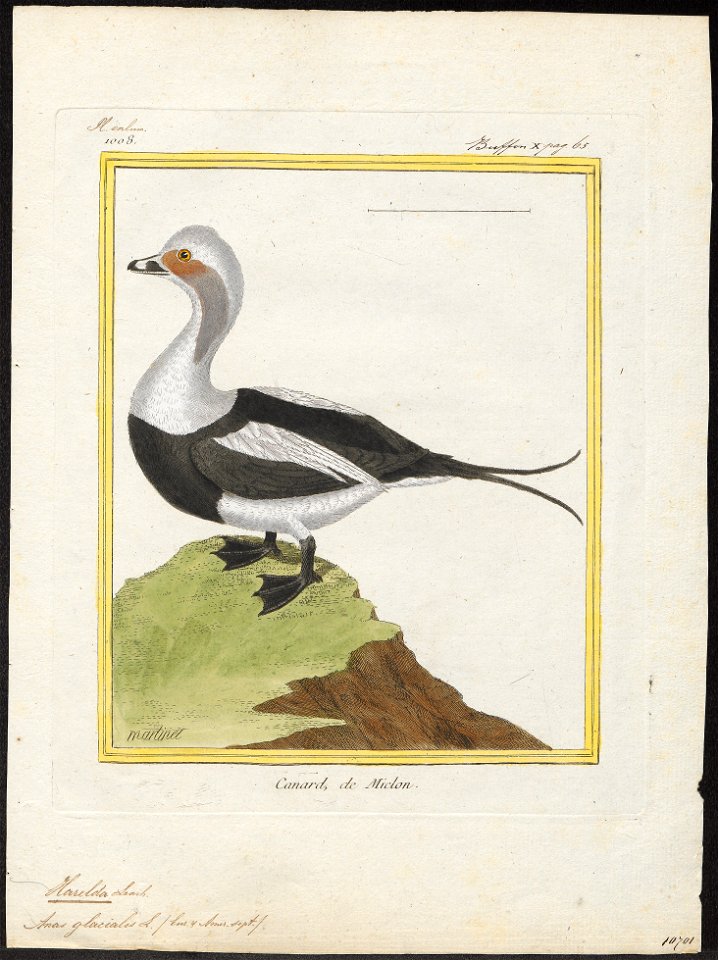 Harelda glacialis - 1700-1880 - Print - Iconographia Zoologica - Special Collections University of Amsterdam - UBA01 IZ17700081