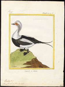 Harelda glacialis - 1700-1880 - Print - Iconographia Zoologica - Special Collections University of Amsterdam - UBA01 IZ17700081