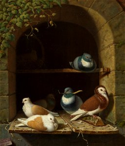 Henri Voordecker (1779-1861) - Pigeons - RCIN 403872 - Royal Collection