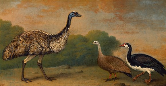 Henry Bernard Chalon - Emu, Cape Barren Goose and Magpie Goose (1813). Free illustration for personal and commercial use.