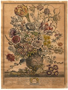 Henry Fletcher (British, active 1715-38) - Twelve Months of Flowers, March - 1942.251 - Cleveland Museum of Art
