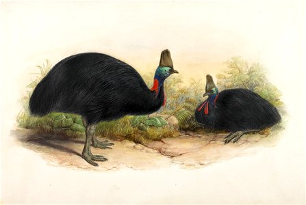 Henry Constantine Richter - Southern Cassowary, Casuarius casuarius - Google Art Project