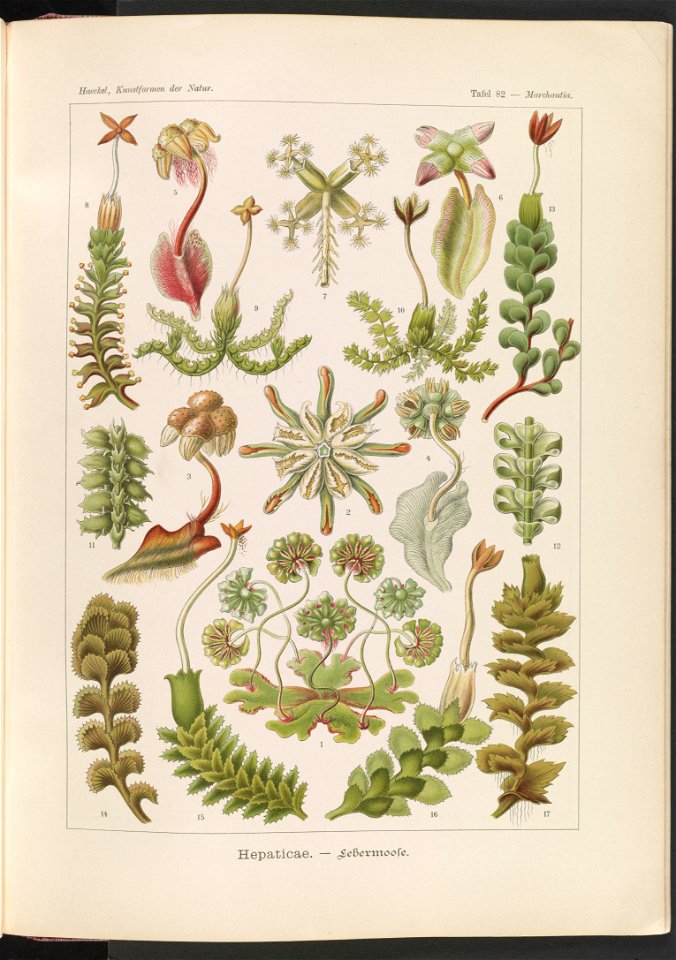 Hepaticae. - Lebermoose LCCN2015648963