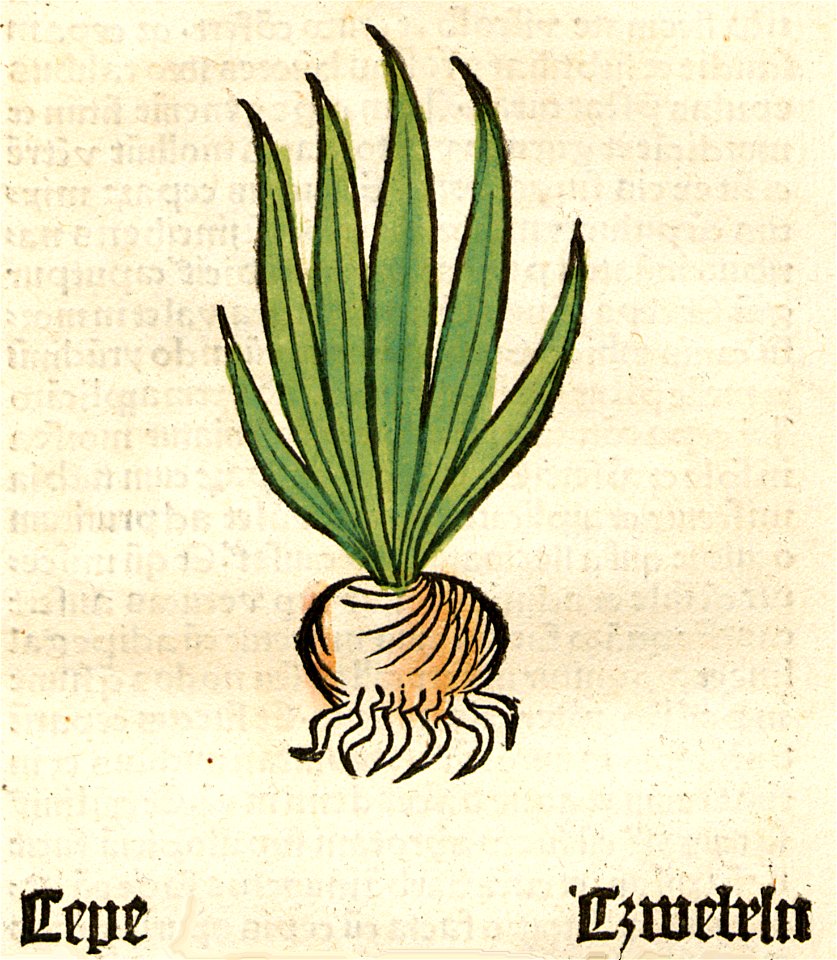 Herbarius Cepe