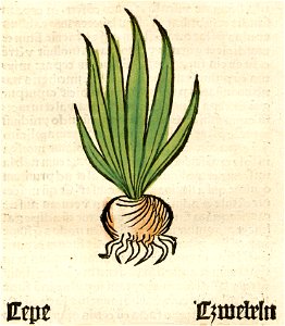 Herbarius Cepe