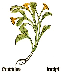 Herbarius Feniculus