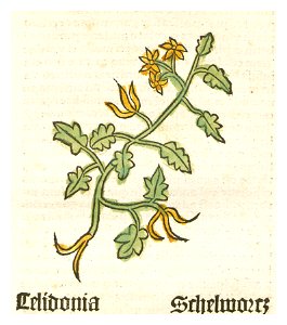 Herbarius Celidonia Schelwortz. Free illustration for personal and commercial use.