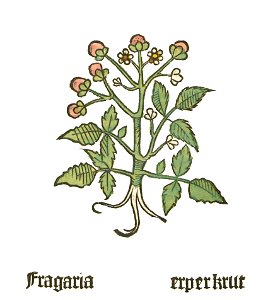 Herbarius Moguntinus Fragaria. Free illustration for personal and commercial use.