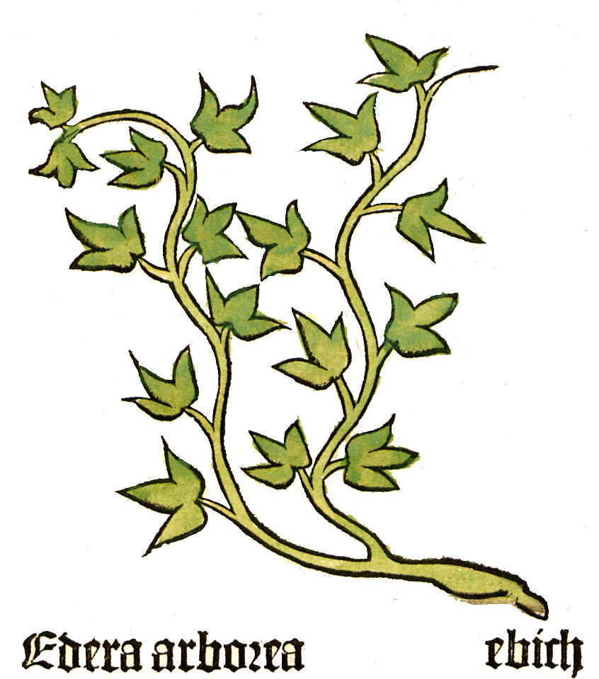 Herbarius Edera