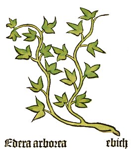 Herbarius Edera