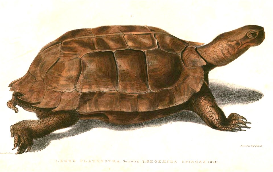 Heosemys spinosa 2 Hardwicke