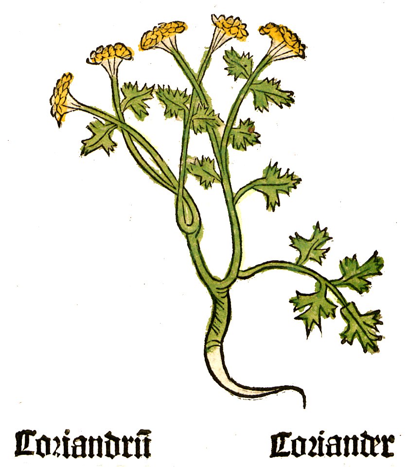 Herbarius Coriandrum