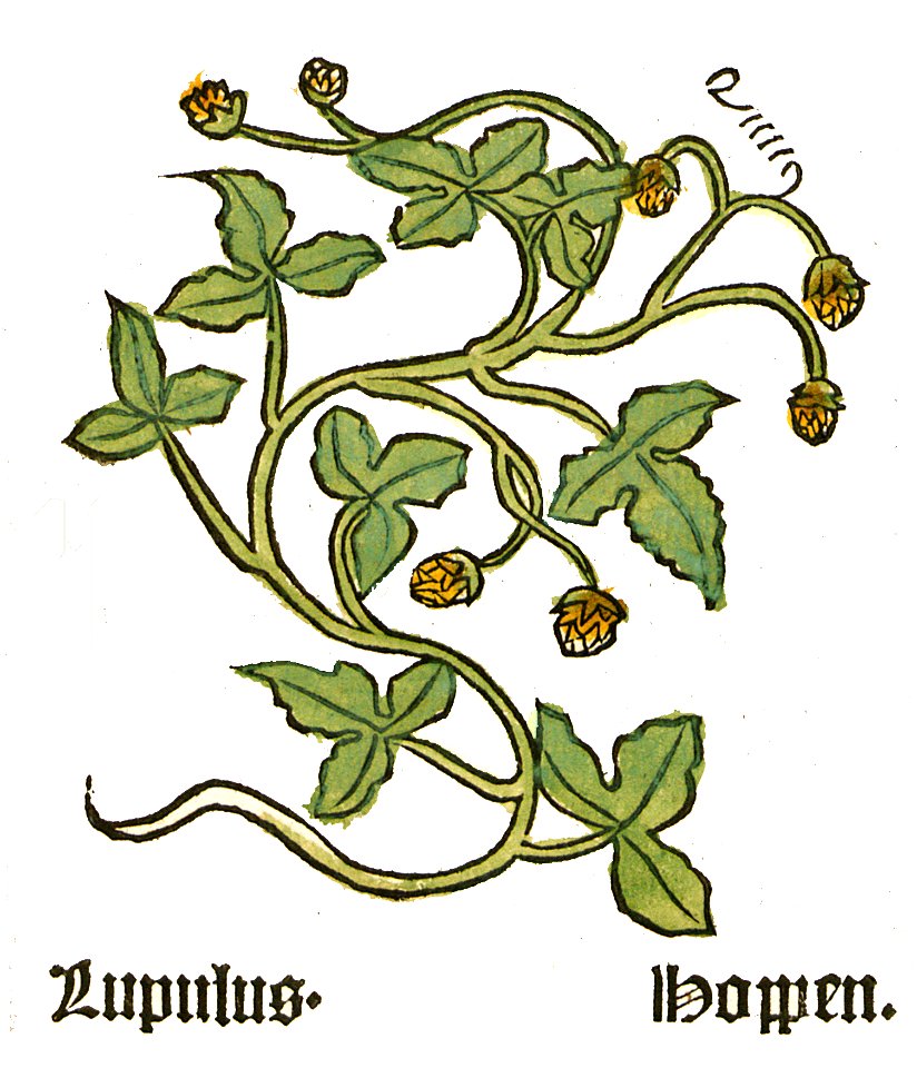 Herbarius Humulus