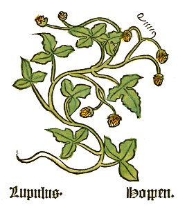 Herbarius Humulus