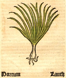 Herbarius Porrum