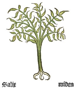 Herbarius Salix