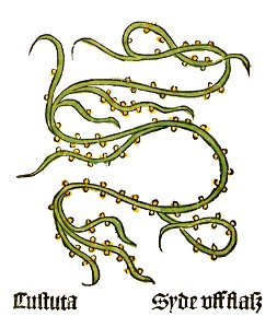 Herbarius Cuscuta