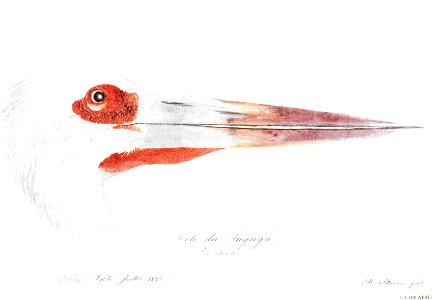 Hercule Florence Tuyuyü 1826