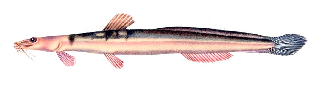 Heptapterus mustelinus