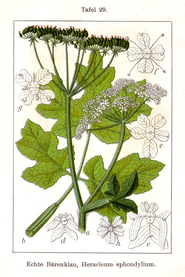 Heracleum sphondylium Sturm12029