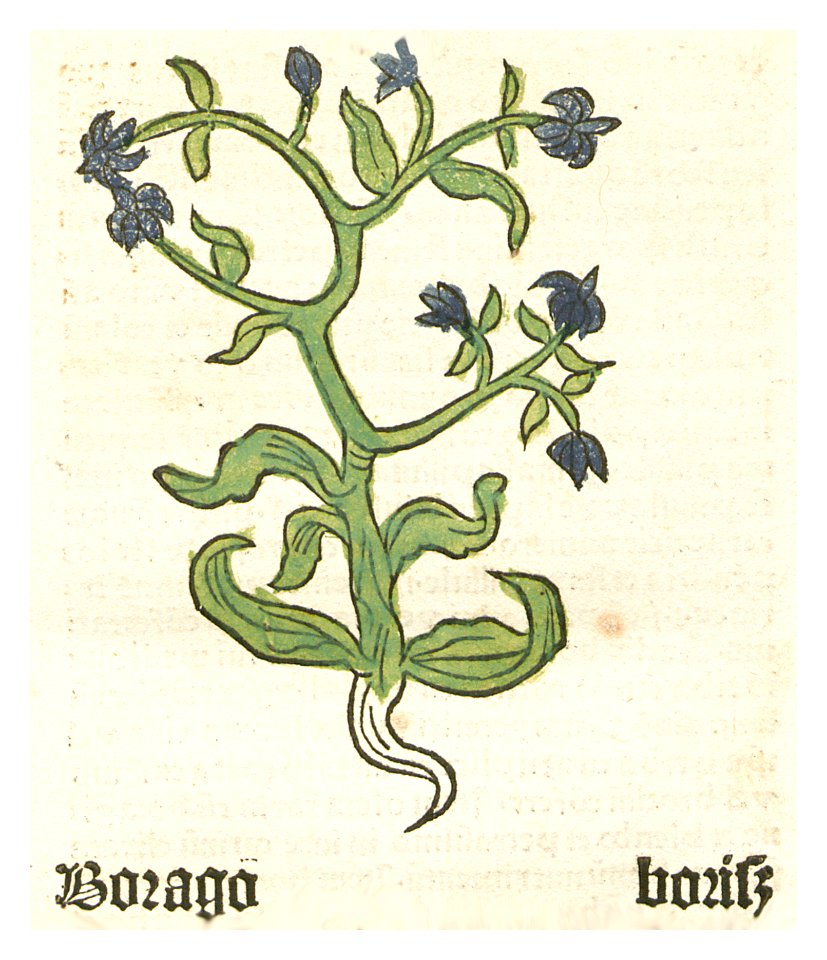 Herbarius Borago Boriß