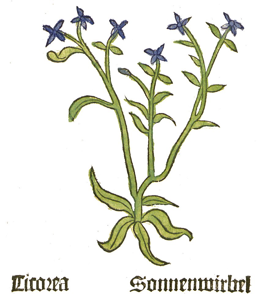Herbarius Cicorea