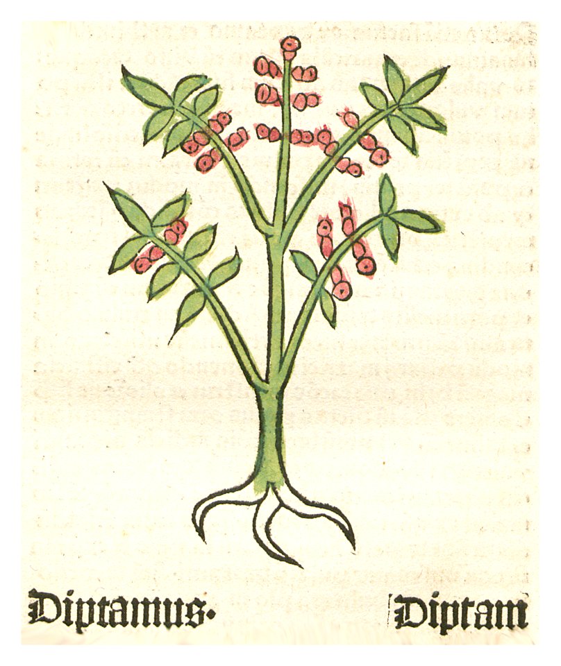 Herbarius Diptamus Diptam. Free illustration for personal and commercial use.
