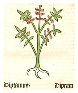 Herbarius Diptamus Diptam