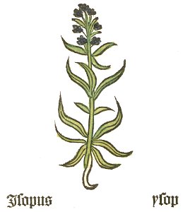 Herbarius Isopus