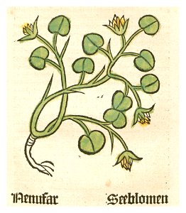 Herbarius Nenufar Seeblomen. Free illustration for personal and commercial use.