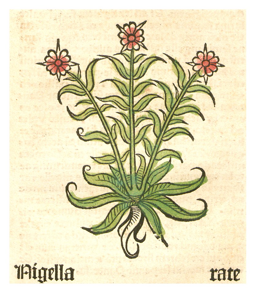 Herbarius Nigella Rate