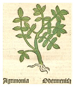 Herbarius Agrimonia Odermenich. Free illustration for personal and commercial use.
