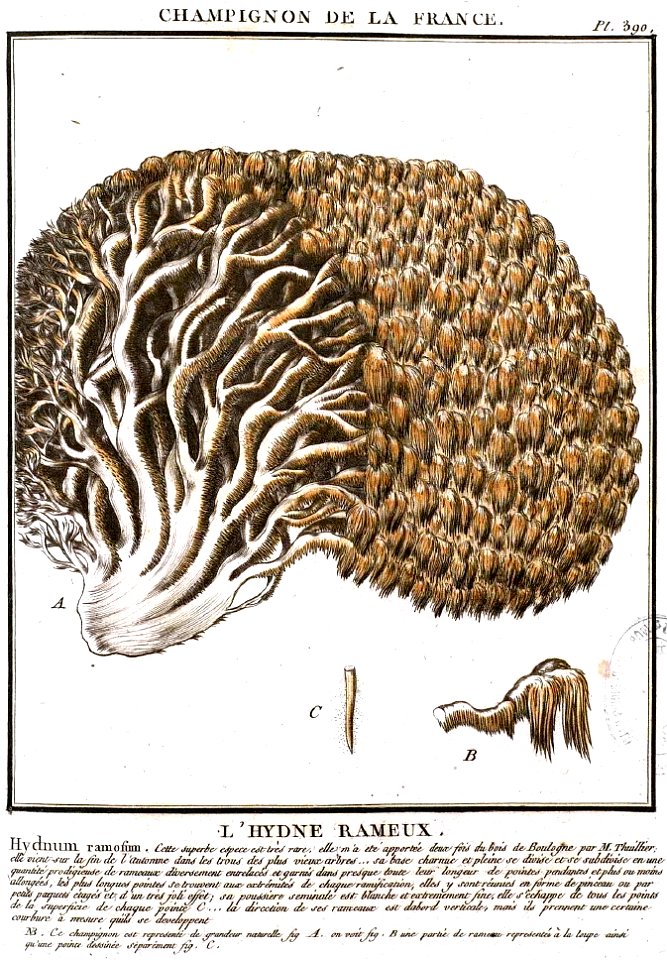 Hericium coralloides (Bulliard, 1789)