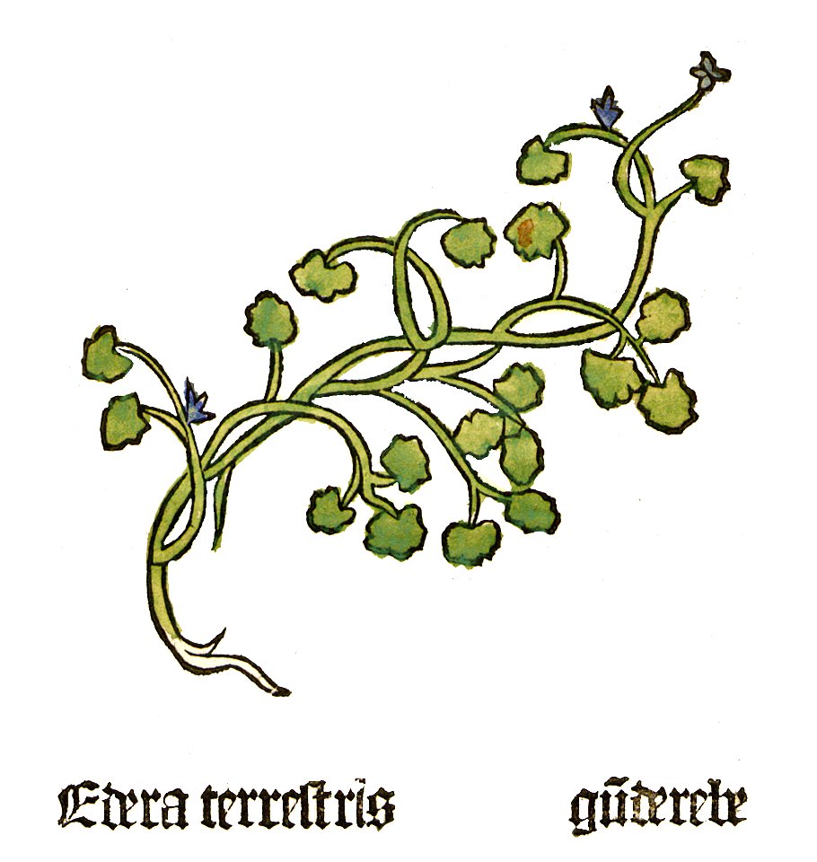Herbarius Edera terrestis