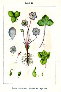 Hepatica nobilis Sturm05044
