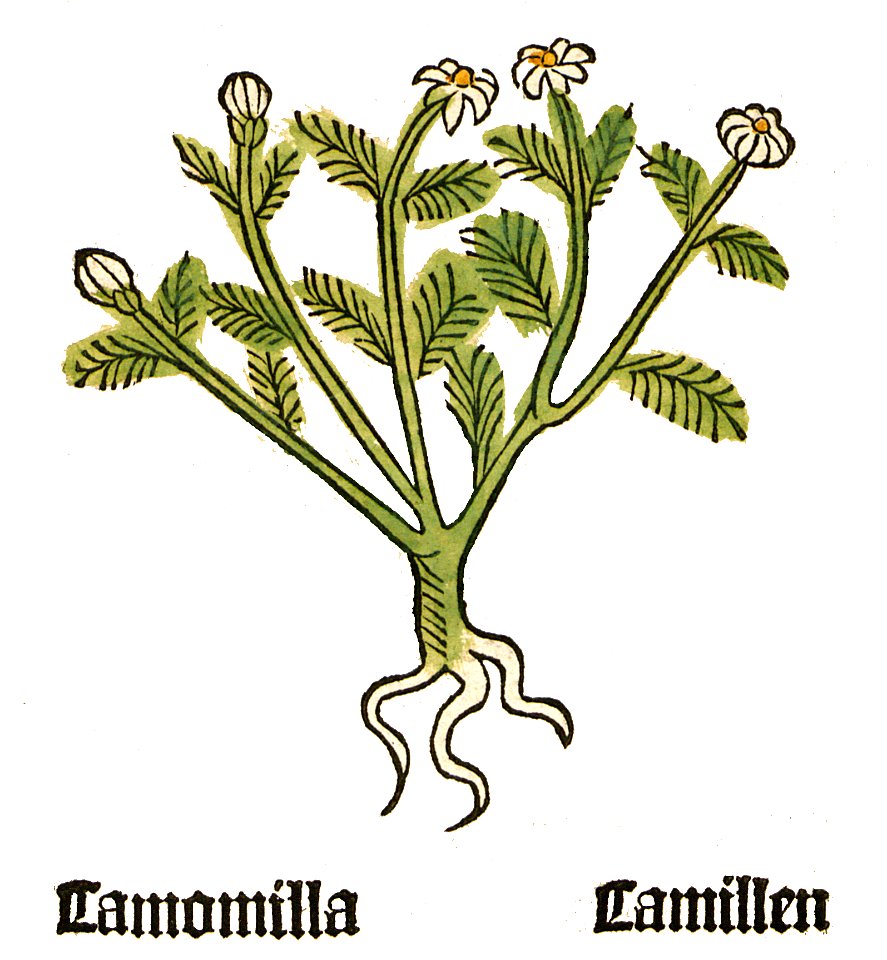 Herbarius Camomilla