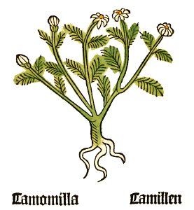 Herbarius Camomilla