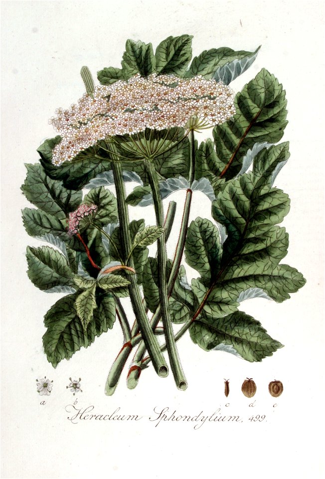 Heracleum sphondylium — Flora Batava — Volume v7